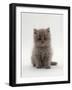 Domestic Cat, 7-Week, Male Blue Longhair Persian Kittens-Jane Burton-Framed Photographic Print