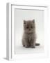 Domestic Cat, 7-Week, Male Blue Longhair Persian Kittens-Jane Burton-Framed Photographic Print