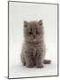 Domestic Cat, 7-Week, Male Blue Longhair Persian Kittens-Jane Burton-Mounted Photographic Print