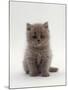 Domestic Cat, 7-Week, Male Blue Longhair Persian Kittens-Jane Burton-Mounted Photographic Print