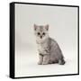 Domestic Cat, 7-Week, Silver Kitten Male-Jane Burton-Framed Stretched Canvas