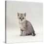 Domestic Cat, 7-Week, Silver Kitten Male-Jane Burton-Stretched Canvas