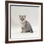 Domestic Cat, 7-Week, Silver Kitten Male-Jane Burton-Framed Photographic Print