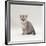 Domestic Cat, 7-Week, Silver Kitten Male-Jane Burton-Framed Photographic Print