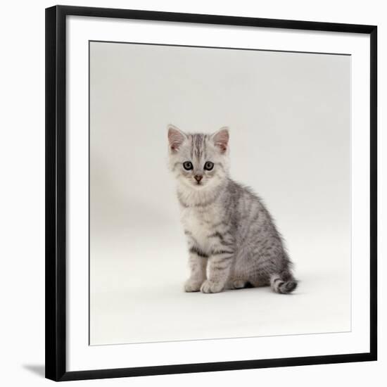 Domestic Cat, 7-Week, Silver Kitten Male-Jane Burton-Framed Photographic Print