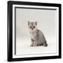 Domestic Cat, 7-Week, Silver Kitten Male-Jane Burton-Framed Photographic Print