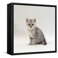 Domestic Cat, 7-Week, Silver Kitten Male-Jane Burton-Framed Stretched Canvas