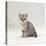 Domestic Cat, 7-Week, Silver Kitten Male-Jane Burton-Stretched Canvas
