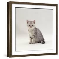 Domestic Cat, 7-Week, Silver Kitten Male-Jane Burton-Framed Photographic Print