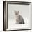 Domestic Cat, 7-Week, Silver Kitten Male-Jane Burton-Framed Photographic Print