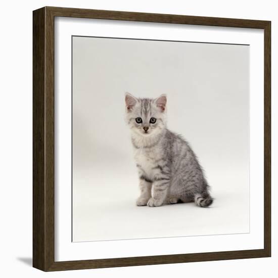 Domestic Cat, 7-Week, Silver Kitten Male-Jane Burton-Framed Photographic Print