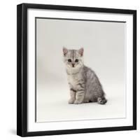 Domestic Cat, 7-Week, Silver Kitten Male-Jane Burton-Framed Photographic Print