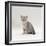 Domestic Cat, 7-Week, Silver Kitten Male-Jane Burton-Framed Photographic Print