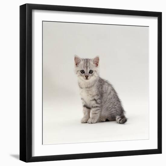 Domestic Cat, 7-Week, Silver Kitten Male-Jane Burton-Framed Photographic Print