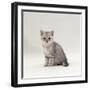 Domestic Cat, 7-Week, Silver Kitten Male-Jane Burton-Framed Photographic Print