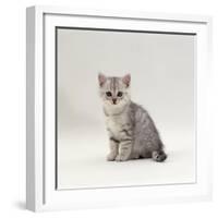 Domestic Cat, 7-Week, Silver Kitten Male-Jane Burton-Framed Photographic Print