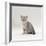 Domestic Cat, 7-Week, Silver Kitten Male-Jane Burton-Framed Photographic Print