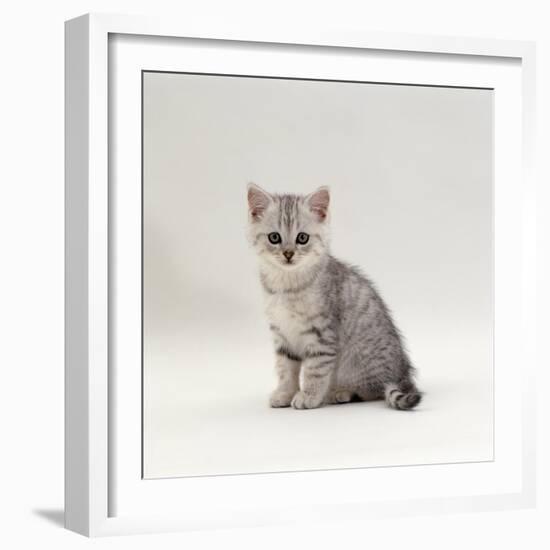 Domestic Cat, 7-Week, Silver Kitten Male-Jane Burton-Framed Photographic Print