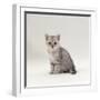 Domestic Cat, 7-Week, Silver Kitten Male-Jane Burton-Framed Photographic Print