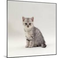 Domestic Cat, 7-Week, Silver Kitten Male-Jane Burton-Mounted Photographic Print