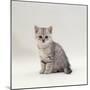 Domestic Cat, 7-Week, Silver Kitten Male-Jane Burton-Mounted Photographic Print