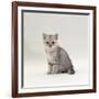 Domestic Cat, 7-Week, Silver Kitten Male-Jane Burton-Framed Photographic Print