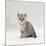 Domestic Cat, 7-Week, Silver Kitten Male-Jane Burton-Mounted Photographic Print