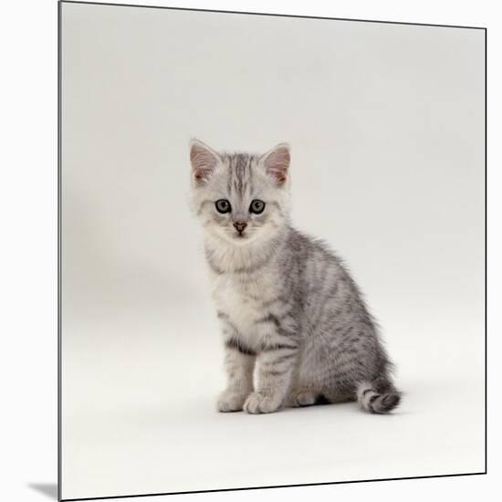 Domestic Cat, 7-Week, Silver Kitten Male-Jane Burton-Mounted Photographic Print