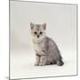 Domestic Cat, 7-Week, Silver Kitten Male-Jane Burton-Mounted Photographic Print