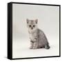 Domestic Cat, 7-Week, Silver Kitten Male-Jane Burton-Framed Stretched Canvas