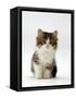 Domestic Cat, 7-Week Tabby and White Persian-Cross Kitten-Jane Burton-Framed Stretched Canvas