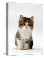 Domestic Cat, 7-Week Tabby and White Persian-Cross Kitten-Jane Burton-Stretched Canvas