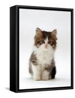 Domestic Cat, 7-Week Tabby and White Persian-Cross Kitten-Jane Burton-Framed Stretched Canvas