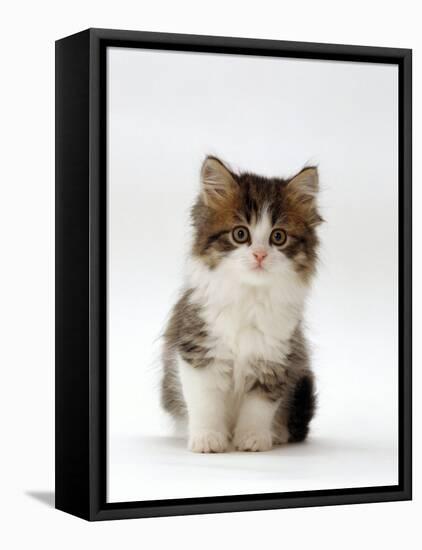 Domestic Cat, 7-Week Tabby and White Persian-Cross Kitten-Jane Burton-Framed Stretched Canvas