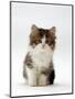 Domestic Cat, 7-Week Tabby and White Persian-Cross Kitten-Jane Burton-Mounted Premium Photographic Print