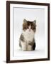 Domestic Cat, 7-Week Tabby and White Persian-Cross Kitten-Jane Burton-Framed Photographic Print