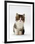 Domestic Cat, 7-Week Tabby and White Persian-Cross Kitten-Jane Burton-Framed Photographic Print