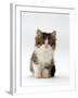 Domestic Cat, 7-Week Tabby and White Persian-Cross Kitten-Jane Burton-Framed Photographic Print