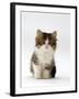 Domestic Cat, 7-Week Tabby and White Persian-Cross Kitten-Jane Burton-Framed Photographic Print