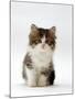 Domestic Cat, 7-Week Tabby and White Persian-Cross Kitten-Jane Burton-Mounted Photographic Print