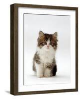Domestic Cat, 7-Week Tabby and White Persian-Cross Kitten-Jane Burton-Framed Photographic Print