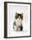 Domestic Cat, 7-Week Tabby and White Persian-Cross Kitten-Jane Burton-Framed Photographic Print