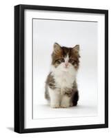 Domestic Cat, 7-Week Tabby and White Persian-Cross Kitten-Jane Burton-Framed Photographic Print