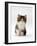 Domestic Cat, 7-Week Tabby and White Persian-Cross Kitten-Jane Burton-Framed Photographic Print