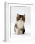 Domestic Cat, 7-Week Tabby and White Persian-Cross Kitten-Jane Burton-Framed Photographic Print