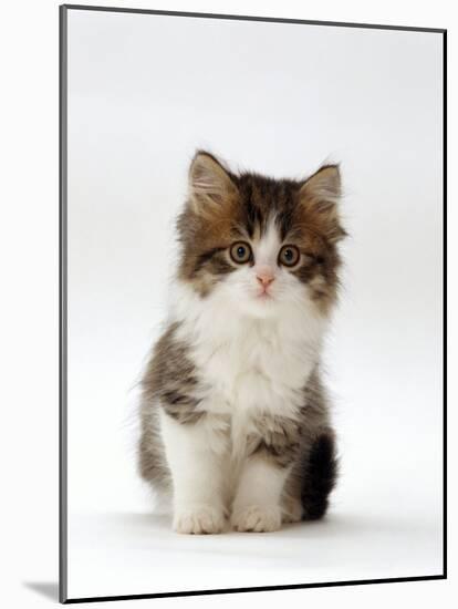 Domestic Cat, 7-Week Tabby and White Persian-Cross Kitten-Jane Burton-Mounted Photographic Print
