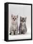 Domestic Cat, 7-Week, Two Silver Kittens-Jane Burton-Framed Stretched Canvas