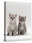 Domestic Cat, 7-Week, Two Silver Kittens-Jane Burton-Stretched Canvas