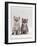 Domestic Cat, 7-Week, Two Silver Kittens-Jane Burton-Framed Photographic Print
