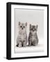 Domestic Cat, 7-Week, Two Silver Kittens-Jane Burton-Framed Photographic Print